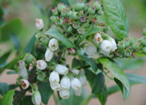 种植蓝莓的改良土壤技术
