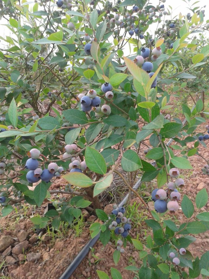 新一季的蓝莓鲜果